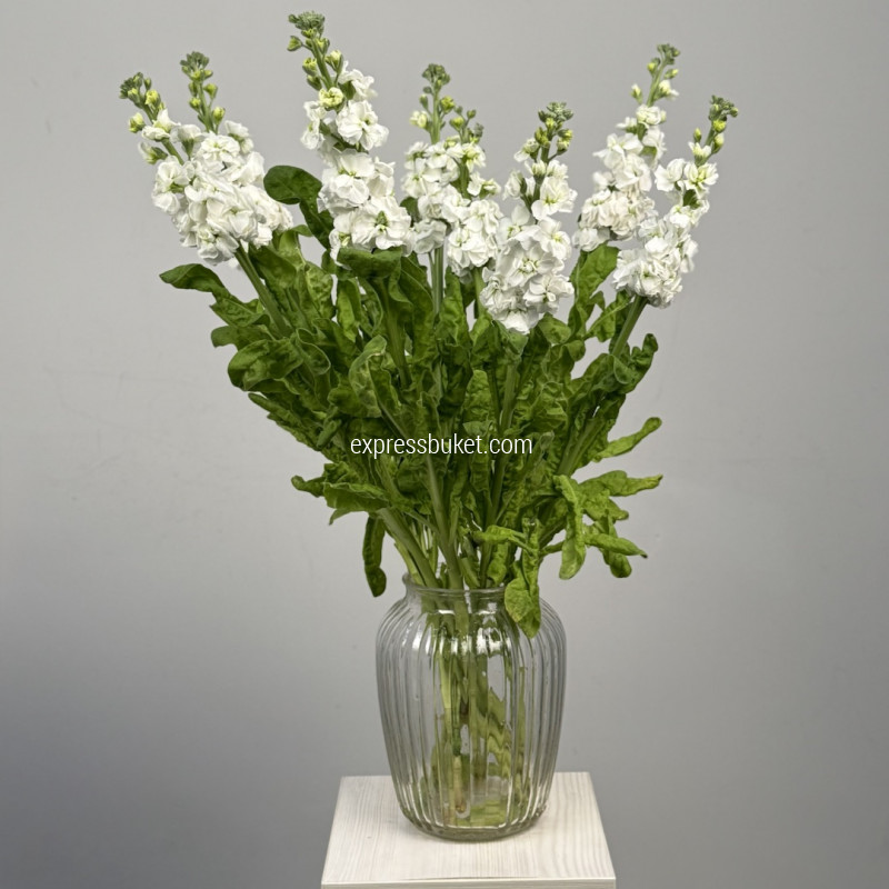 Белая маттиола, 10 шт 